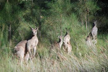 Hotel Jervis Bay Getaways 4*