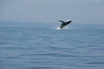 Hotel Jervis Bay Getaways