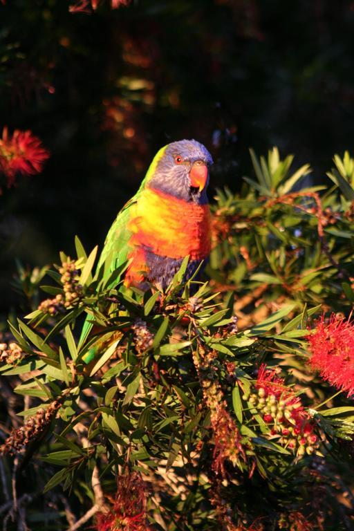 Huskisson Bed And Breakfast Huskisson